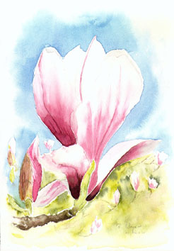 Magnolie  (Bild 92)