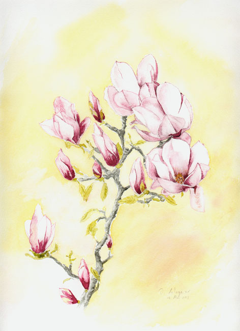 Magnolien  (Bild 80)